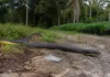 Uma cobra capturada em um viveiro de Presidente Figueiredo regurgitou presas junto com embalagens e revelou o primeiro caso amazônico de ingestão de plástico