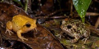 Duas rãs conhecidas apenas por códigos em relatórios da Guiana Francesa ganharam nomes após DNA, canto e corpo confirmarem espécies exclusivas da Amazônia