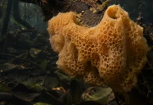 Esponjas recolhidas em três pontos da Amazônia carregaram por anos o nome de uma espécie dos EUA até espinhos maiores revelarem a Tubella manauara