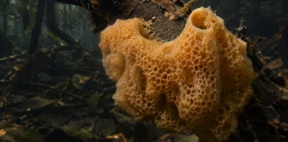 Esponjas recolhidas em três pontos da Amazônia carregaram por anos o nome de uma espécie dos EUA até espinhos maiores revelarem a Tubella manauara