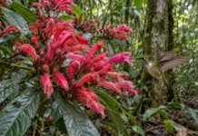 Planta de flores grandes encontrada entre Alta Floresta e o sul do Pará parece ter sido moldada para receber beija-flores