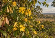 Trepadeira dourada anotada como possível novidade em 1995 esperou quase 30 anos para receber nome científico na Amazônia
