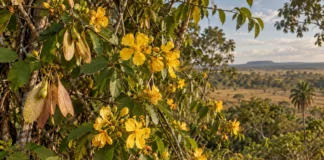 Trepadeira dourada anotada como possível novidade em 1995 esperou quase 30 anos para receber nome científico na Amazônia