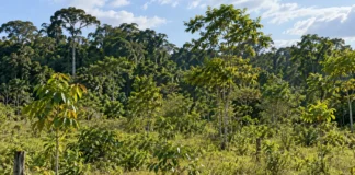 Entre milhares de árvores amazônicas, apenas 15 a 25 espécies fazem a maior parte do trabalho quando a floresta começa a nascer novamente