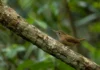 Uma pequena ave coletada à direita do baixo Tocantins atravessou uma fronteira invisível e levou a ciência a prever perda de habitat nos próximos 40 anos
