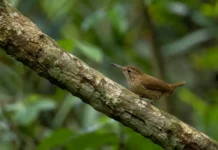 Uma pequena ave coletada à direita do baixo Tocantins atravessou uma fronteira invisível e levou a ciência a prever perda de habitat nos próximos 40 anos