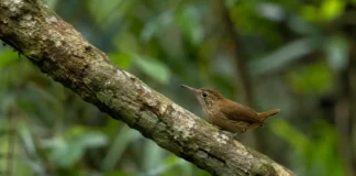 Uma pequena ave coletada à direita do baixo Tocantins atravessou uma fronteira invisível e levou a ciência a prever perda de habitat nos próximos 40 anos