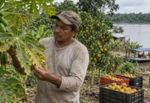 Agricultor de Caiçara envia frutas para Borba e Manaus, mas vê pragas avançarem sem assistência técnica