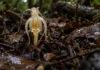 Planta sem clorofila encontrada em Porto Acre vive ligada a fungos e pode mudar de forma dentro da mesma espécie