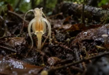 Planta sem clorofila encontrada em Porto Acre vive ligada a fungos e pode mudar de forma dentro da mesma espécie