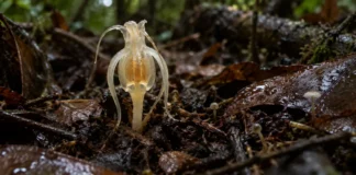 Planta sem clorofila encontrada em Porto Acre vive ligada a fungos e pode mudar de forma dentro da mesma espécie