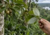 Árvore amazônica confundida com outra libera cheiro de goiaba nos galhos e pertence a um grupo de uso psicoativo relatado