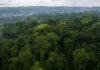 Árvores da Amazônia foram observadas por 52 anos e revelaram que a água escondida no solo ajuda a decidir quando a copa troca de folhas