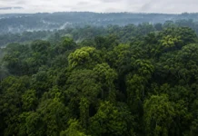 Árvores da Amazônia foram observadas por 52 anos e revelaram que a água escondida no solo ajuda a decidir quando a copa troca de folhas