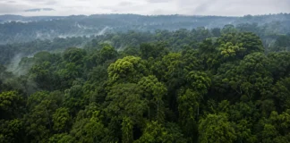Árvores da Amazônia foram observadas por 52 anos e revelaram que a água escondida no solo ajuda a decidir quando a copa troca de folhas