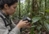 Planta da Reserva Ducke ganhou nome depois que folhas refletiram o infravermelho de modo diferente das espécies parecidas