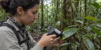 Planta da Reserva Ducke ganhou nome depois que folhas refletiram o infravermelho de modo diferente das espécies parecidas