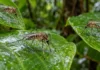Três mosquitos recolhidos na floresta da Guiana Francesa pareciam espécies conhecidas até genitália e DNA revelarem linhagens sem nome na Amazônia