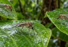 Três mosquitos recolhidos na floresta da Guiana Francesa pareciam espécies conhecidas até genitália e DNA revelarem linhagens sem nome na Amazônia