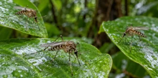 Três mosquitos recolhidos na floresta da Guiana Francesa pareciam espécies conhecidas até genitália e DNA revelarem linhagens sem nome na Amazônia