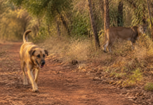 Cães soltos fazem onças-pardas mudarem de caminho e revelam um problema que começa fora da mata