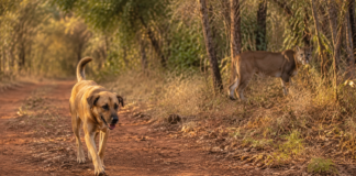 Cães soltos fazem onças-pardas mudarem de caminho e revelam um problema que começa fora da mata