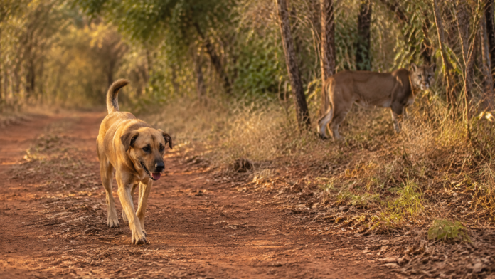 A passagem de cães de vida livre pode fazer onças-pardas evitarem trilhas e alterarem seus horários e trajetos em unidades de conservação.