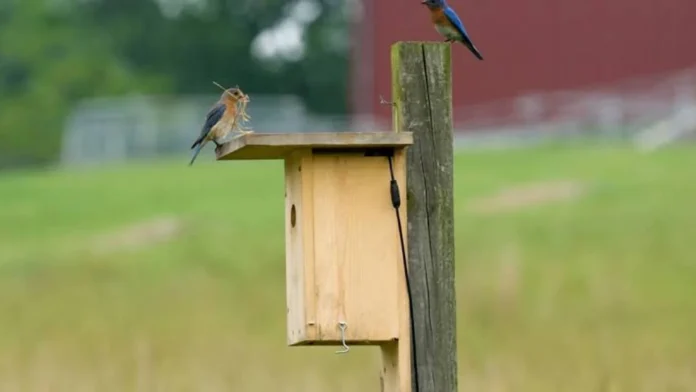 aamir-tinwala-caixas-ninho-backyard-bird-project-jpg