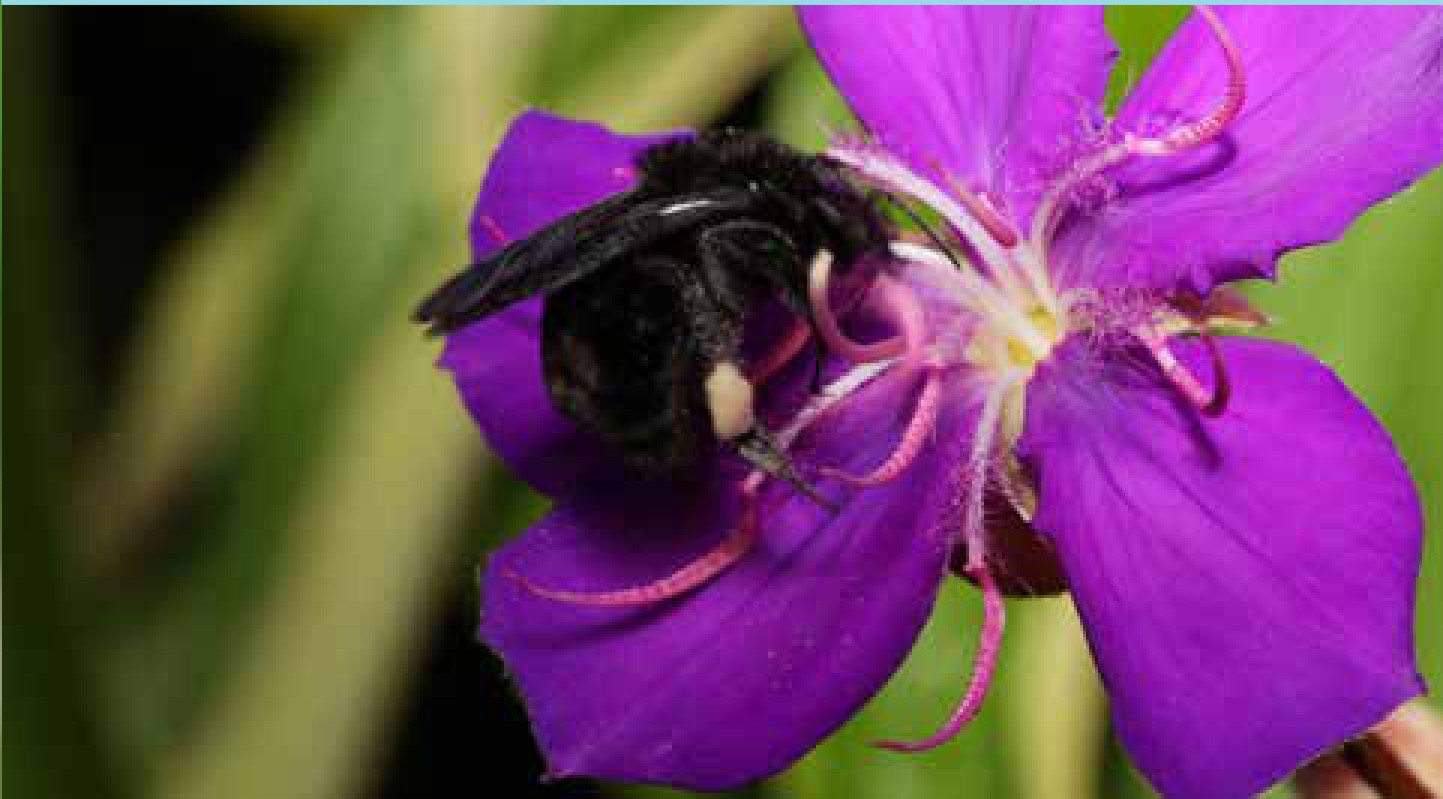 Mamangava Bombus morio em flor de quaresmeira, no Brasil. A América do Sul aparece no estudo como zona de baixa concentração de espécies ameaçadas, ainda que pouco estudada.