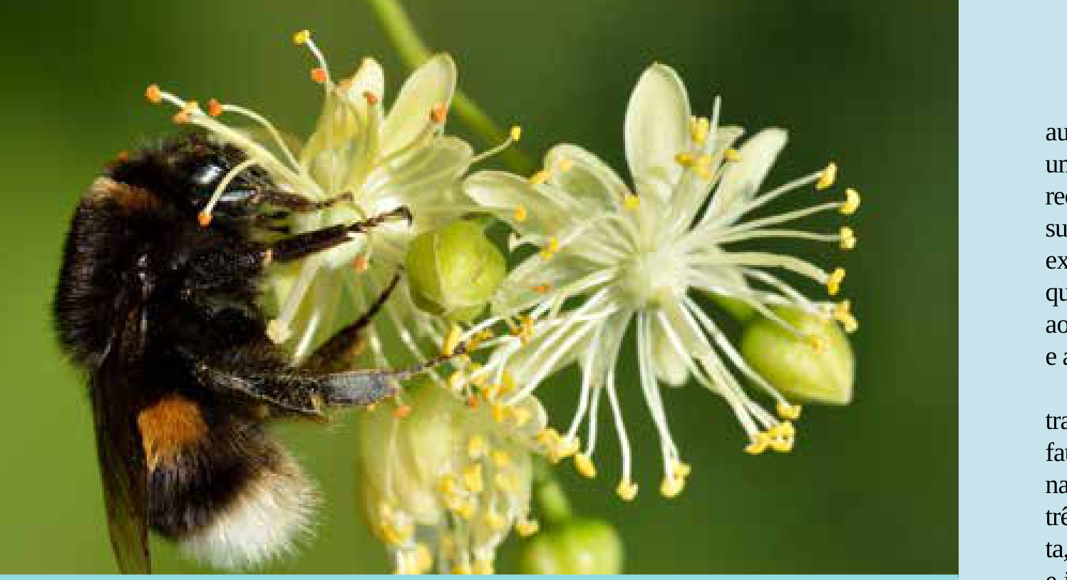 Rainha de Bombus terrestris em flor de tília, na Estônia. É a espécie criada comercialmente e levada a outros continentes para polinizar cultivos, prática que a revisão recomenda evitar.