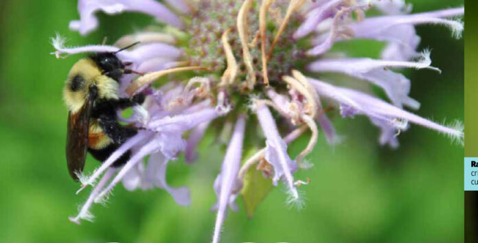 Abelhas somem no hemisfério Norte e resistem nos trópicos Mamangava pousada em flor lilás
