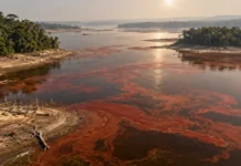 A seca aqueceu lagos de Tefé e Coari, a água ganhou manchas vermelhas e cientistas encontraram pela primeira vez na Amazônia uma alga capaz de produzir toxina