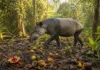 Antas engoliram sementes em uma área degradada da Amazônia e devolveram ao solo plantas que germinaram mais rápido do que as preparadas à mão