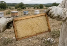 Abelhas chegam perto do inverno sem mel suficiente após seca esvaziar colmeias; apicultores recorrem a açúcar para tentar salvar os enxames