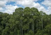 Após décadas enfrentando seca no Pará, árvores da Amazônia chegaram ao El Niño com copas menores e mostraram uma inesperada resistência