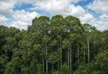 Após décadas enfrentando seca no Pará, árvores da Amazônia chegaram ao El Niño com copas menores e mostraram uma inesperada resistência