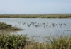 O chão rachado espalhou poeira pelo Texas por 70 anos, até as marés voltarem e peixes, crustáceos e milhares de aves retomarem o pantanal