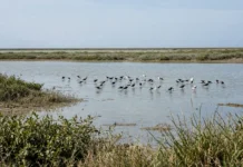 O chão rachado espalhou poeira pelo Texas por 70 anos, até as marés voltarem e peixes, crustáceos e milhares de aves retomarem o pantanal