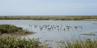 O chão rachado espalhou poeira pelo Texas por 70 anos, até as marés voltarem e peixes, crustáceos e milhares de aves retomarem o pantanal