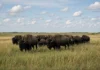 Eles soltaram cerca de 300 bisões em uma área degradada e esperaram: 30 anos depois, a transformação aparece no solo, nas plantas e nas aves