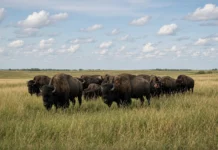 Eles soltaram cerca de 300 bisões em uma área degradada e esperaram: 30 anos depois, a transformação aparece no solo, nas plantas e nas aves