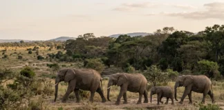 232 genomas de elefantes africanos revelam um passado conectado em 17 países e mostram como o desmatamento pode criar populações isoladas 232 genomas de elefantes africanos revelam um passado conectado em 17 países e mostram como o desmatamento pode criar populações isoladas