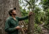 IA localiza milhares de castanheiras em Lábrea no Amazonas, reduz trilhas e revela árvores antes invisíveis IA localiza milhares de castanheiras em Lábrea no Amazonas, reduz trilhas e revela árvores antes invisíveis