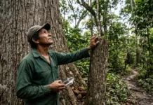 IA localiza milhares de castanheiras em Lábrea no Amazonas, reduz trilhas e revela árvores antes invisíveis IA localiza milhares de castanheiras em Lábrea no Amazonas, reduz trilhas e revela árvores antes invisíveis