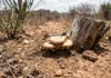 Fungos de solos da Caatinga resistem a 40 °C e podem ajudar no controle de doenças agrícolas Fungos de solos da Caatinga resistem a 40 °C e podem ajudar no controle de doenças agrícolas