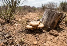 Fungos de solos da Caatinga resistem a 40 °C e podem ajudar no controle de doenças agrícolas Fungos de solos da Caatinga resistem a 40 °C e podem ajudar no controle de doenças agrícolas