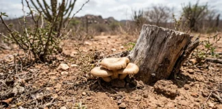 Fungos de solos da Caatinga resistem a 40 °C e podem ajudar no controle de doenças agrícolas Fungos de solos da Caatinga resistem a 40 °C e podem ajudar no controle de doenças agrícolas