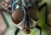 Seis novas moscas da Amazônia estavam guardadas havia até 36 anos antes de serem reconhecidas Seis novas moscas da Amazônia estavam guardadas havia até 36 anos antes de serem reconhecidas
