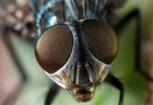 Seis novas moscas da Amazônia estavam guardadas havia até 36 anos antes de serem reconhecidas Seis novas moscas da Amazônia estavam guardadas havia até 36 anos antes de serem reconhecidas