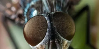 Seis novas moscas da Amazônia estavam guardadas havia até 36 anos antes de serem reconhecidas Seis novas moscas da Amazônia estavam guardadas havia até 36 anos antes de serem reconhecidas